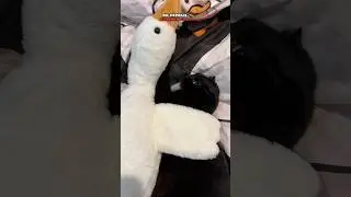 ПОЧЕМУ КОТЫ ЛЮБЯТ БОЛЬШЕ СПАТЬ РЯДОМ  С ХОЗЯЙКОЙ А НЕ С ХОЗЯИНОМ?😻😻😻