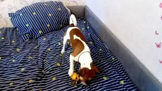 Джек Рассел Терьер охотится на воздушные шары!