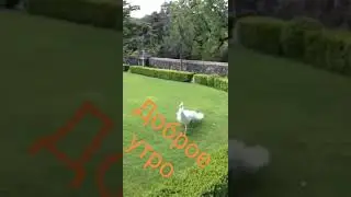 Доброе утро youtube
