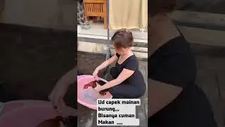 Burungmu tak semerdu ayamku😁😁😁😁😁😁#amazing #indahnyahidup #mengejarkebaikan #senangbisaberbagi