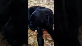 машина сбила пса так жалко 🤰🧑‍🚒🕴️