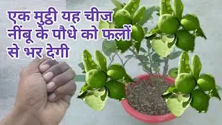 एक मुट्ठी यह चीज नींबू के पौधे में सिर्फ एक बार डाल दो/पौधा फलों से लदा रहेगा