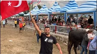 Geleneksel Boğa Güreşleri Nasıl Yapılıyor ?  Gerçekten çok çılgın boğalar
