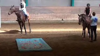 3. Уроки верховой езды. Практические аспекты работы с лошадью. «Техники приучения» 3 урок