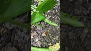 Adzuki Bean Harvest