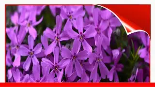 19 Best Flowering Ground Covers 🧧