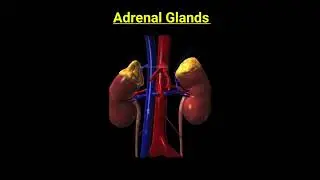 Adrenal Gland Soon الغدة (الكظرية ) قريبا