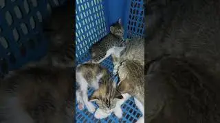 lelap banget nyoo #cat #kucingabuabuyanglucu #babyanimal #catlover #kucinglucuiimut
