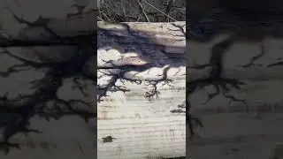 МОЛНИИ НА ДЕРЕВЕ | узоры Лихтенберга
