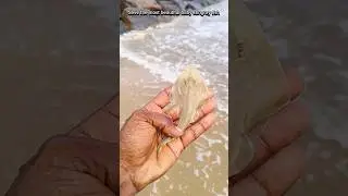 Small act, big impact: saved baby stingray fish returned to their sea 🌊|| #sea #shorts #fish