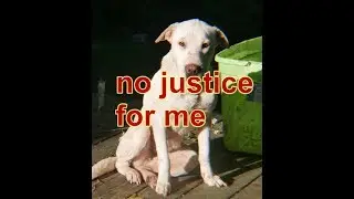 no justice for animal cruelty, not in Lincoln County Mississippi