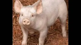 pig noise