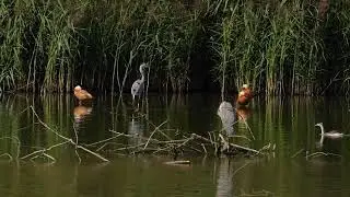Цапли на островке. Царицыно