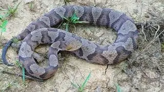 Gravid Kentucky copperhead - 20 July 2024