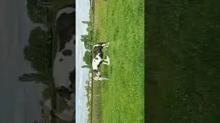 NL Equestain games - challenge 5