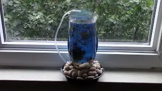 DIY Aquarium of plastic bottle