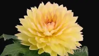 🌼Цветочный блог Флориста🌼Комсомольск на Амуре