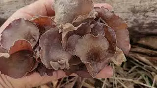 Auricularia fresca e beldroega em um macarrão simples e delicioso! Auricularia and Portulaca