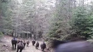 Fotokapan yabanın izleri 11  