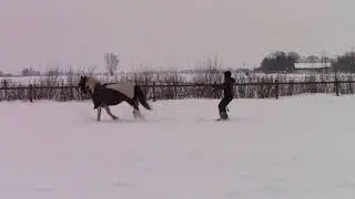 På ski efter hest VOL 2.0
