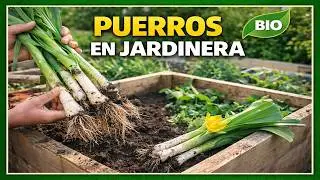 Cosechar puerros desde la semilla en jardinera