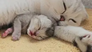 Endless love from a cat mom 💞