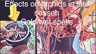 EFFECTS OF LATE SEASONAL cold and wet damage on ORCHIDS