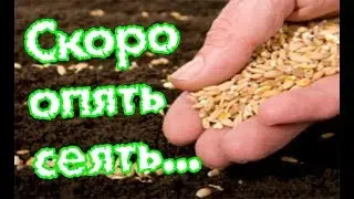 Обзор семян на 2018 год. Отзыв о семенах за 1 руб. из Ашана.