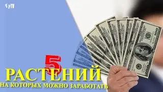 5 РАСТЕНИЙ НА КОТОРЫХ МОЖНО ЗАРАБОТАТЬ