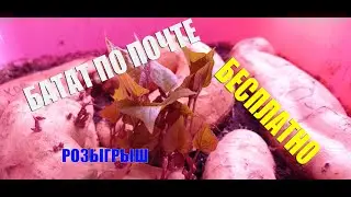 БАТАТ. Рассада батата 2021. УЛЬТРА новый СОРТ. ВЫСЫЛАЮ ПО почте. РОЗЫГРЫШ в конце видео.