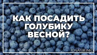 Как посадить голубику весной? | toNature.Info
