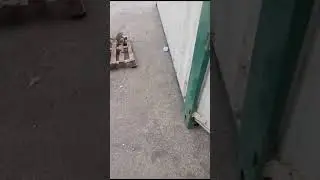 Cat playing video.