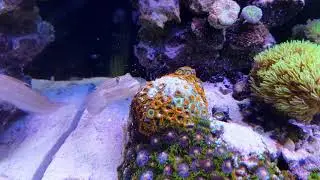 Бычок распсиховался!  Нездоровая канитель )). Бычок Valenciennea Muralis