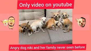 mreviatar tiktok compilation/SPECIAL NIKI cHIHUAHUA/nikiozeri videos 