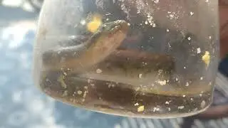 CAUGHT SNAKE IN BOTTLE !!!