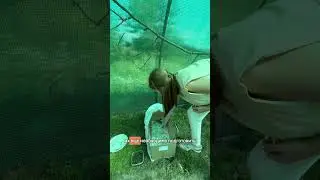 СПАСЕНИЕ ТРЯСОГУЗОК! Часть 3. #birds #птицы #доброевидео #трясогузки #животные #вороньегнездо