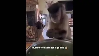 Mummy ne kaam pe laga diya #shorts #memes #monkey