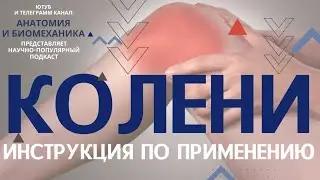 Колени. Инструкция по применению. Биомеханика коленного сустава.