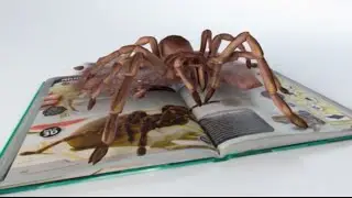 MobileAR: Augmented Reality experience by INDE for Guinness World Records