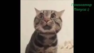 Funny Talking Cats #2