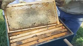 25 kg mjaltë 🍯 nga kjo koshere / harvesting honey 2023 🐝