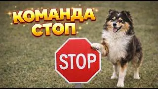 ВАЖНЕЙШАЯ КОМАНДА: СТОП, Остановка, научить собаку останавливаться