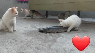 Video of a cat eating fish  🐟 🐠🐈🐈‍⬛