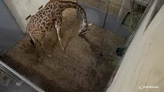 Giraffe Birth 2021!