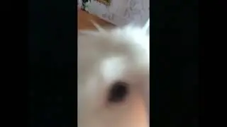 Слив питомца!!!!🐰🐶🐸🐭🐱🐹