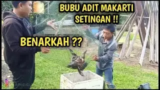 BUBU ADIT MAKARTI SETINGAN ??😱,, Pasang 20 bubu lele lembat bareng ADIT MAKARTI,MUARIF channel.