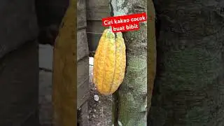 Kakao untuk pembibitan