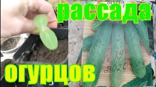 Рассада огурцов 20 мая./20.05.2020/