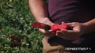 Перфектпил томат для открытого грунта купить семена томатная паста помидоры для переработки