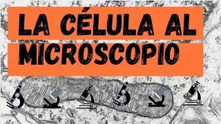La Célula al Microscopio